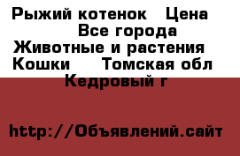 Рыжий котенок › Цена ­ 1 - Все города Животные и растения » Кошки   . Томская обл.,Кедровый г.